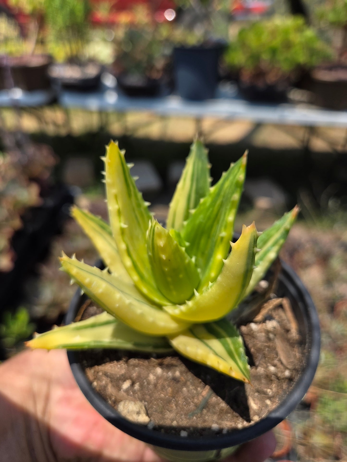 Aloe Nobilis Variegated (4" pot) succulent plant