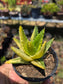 Aloe Nobilis Variegated (4" pot) succulent plant