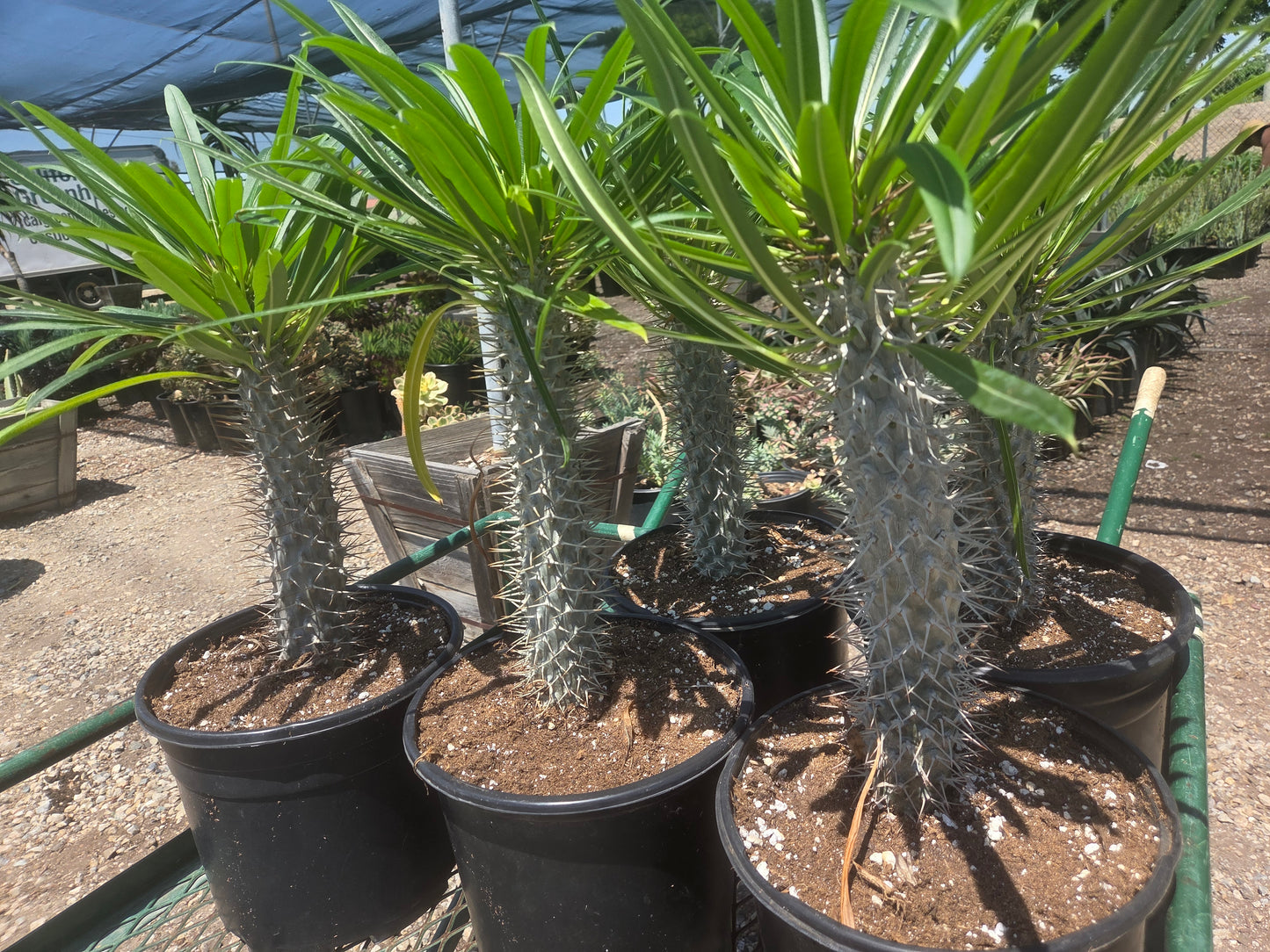 Madagascar Palm "Pachypodium Lamerei" (5 Gal. Pot)