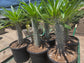Madagascar Palm "Pachypodium Lamerei" (5 Gal. Pot)
