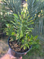 Euphorbia Royleana (1 Gal. Pot)