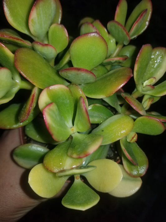 4" Crassula Ovata lemon and Lime