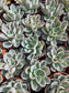 Pachyveria Orpet