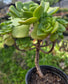 Aeonium Lily Pad Bouquet  (4" Pot)
