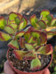 Sedum Dendroideum (4" pot)
