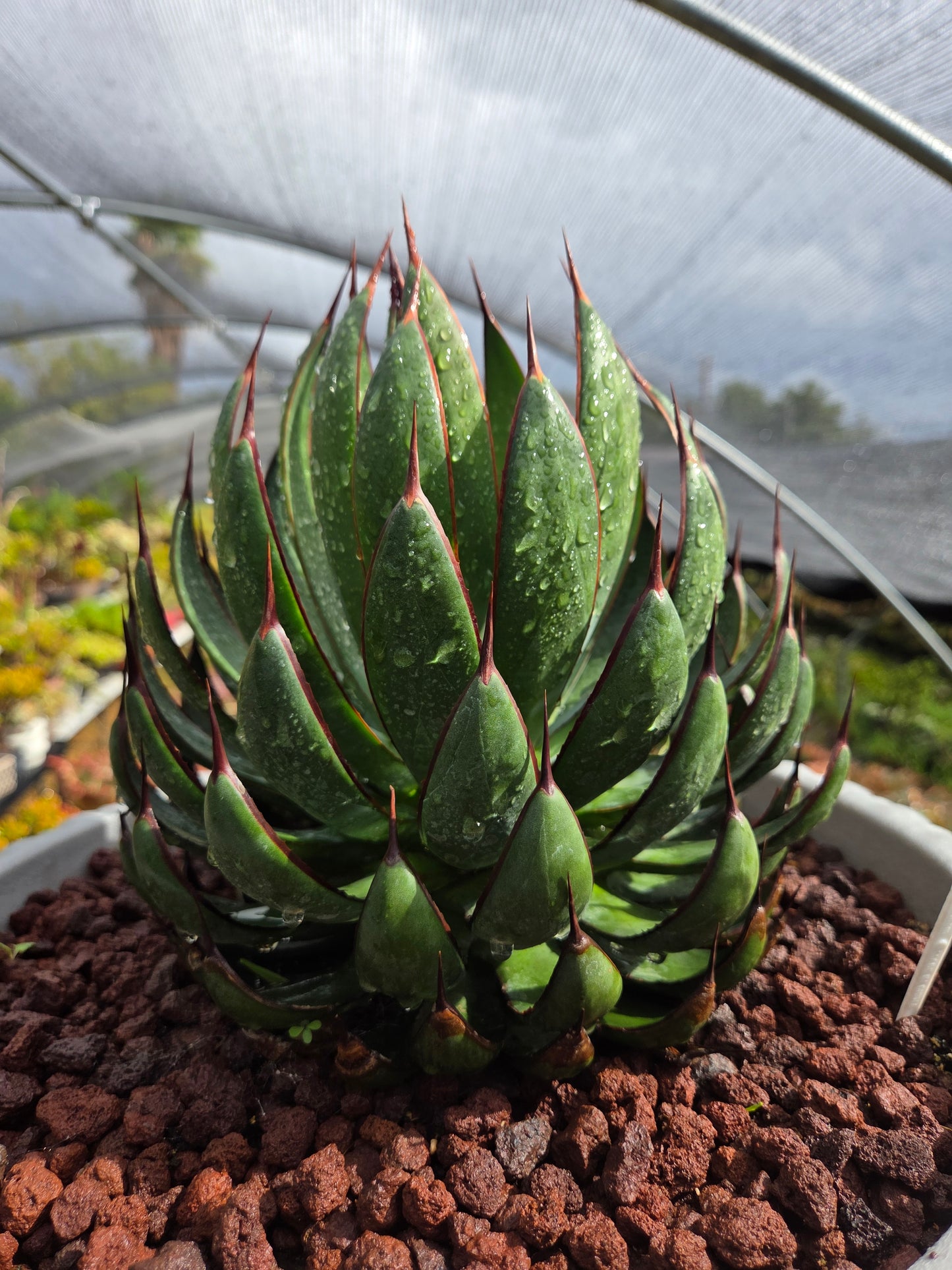 Mangave Praying Hands (3 Gal. Pot)