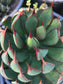 Mangave Praying Hands (3 Gal. Pot)