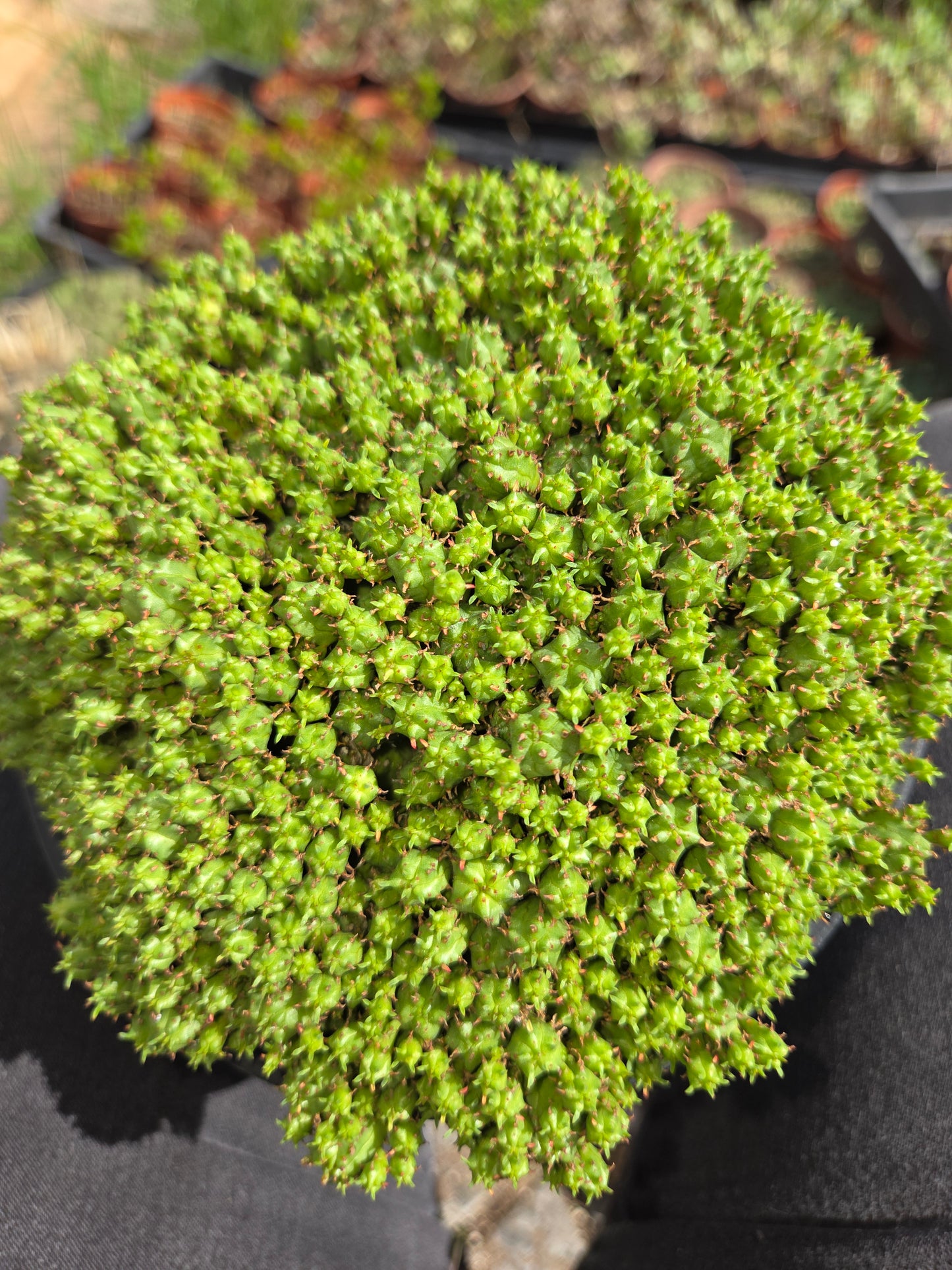 Euphorbia Submammillaris Montrose (1 Gal. pot)