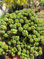 Euphorbia Submammillaris Montrose (1 Gal. pot)