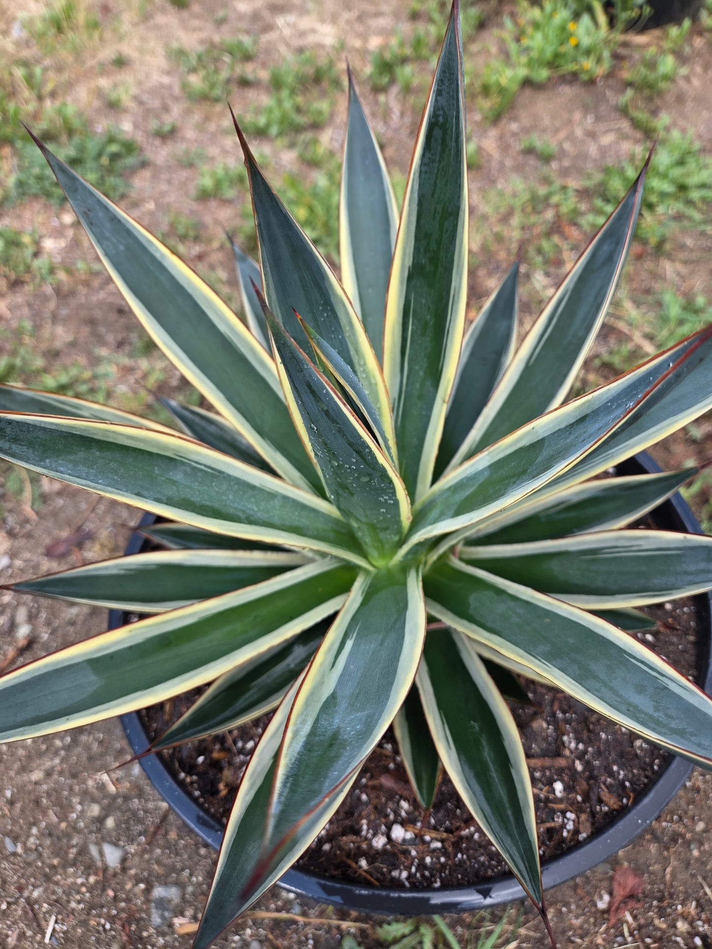 Agave Blue Glow Variegated, Agave Snow Glow (5 Gal. Pot)