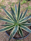 Agave Blue Glow Variegated, Agave Snow Glow (5 Gal. Pot)