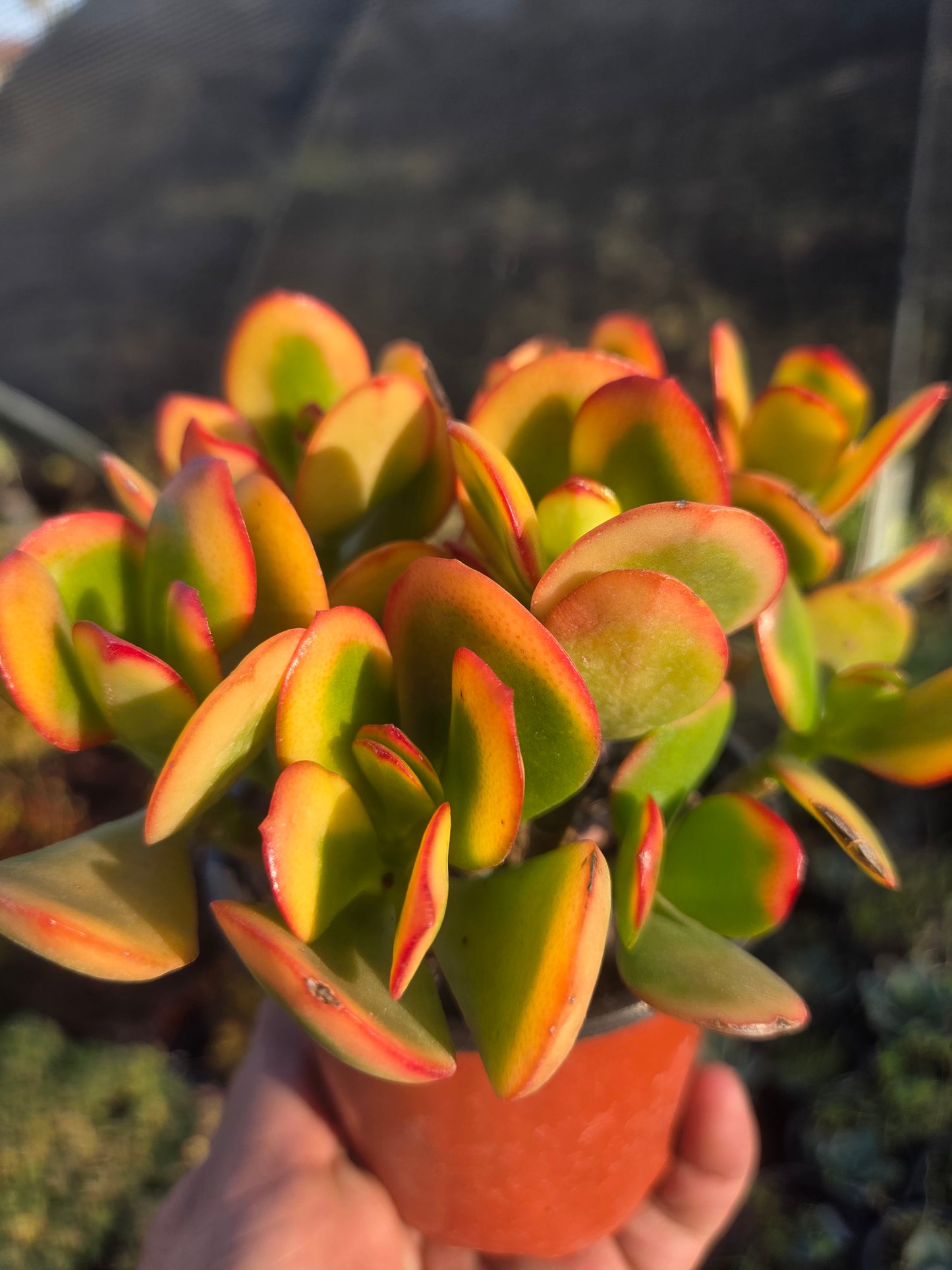 Crassula Ovata Hummel's Sunset (4" Pot)
