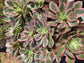 Aeonium Pink Lady (4" pot)