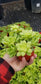 Crassula Orbicularis (4" pot) Succulent plant