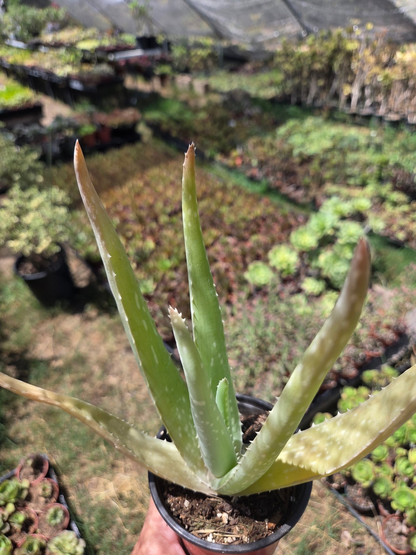 Aloe Vera plant (4" pot) Succulent plant