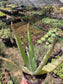 Aloe Vera plant (4" pot) Succulent plant