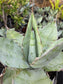 Agave Titanota "White Ice"