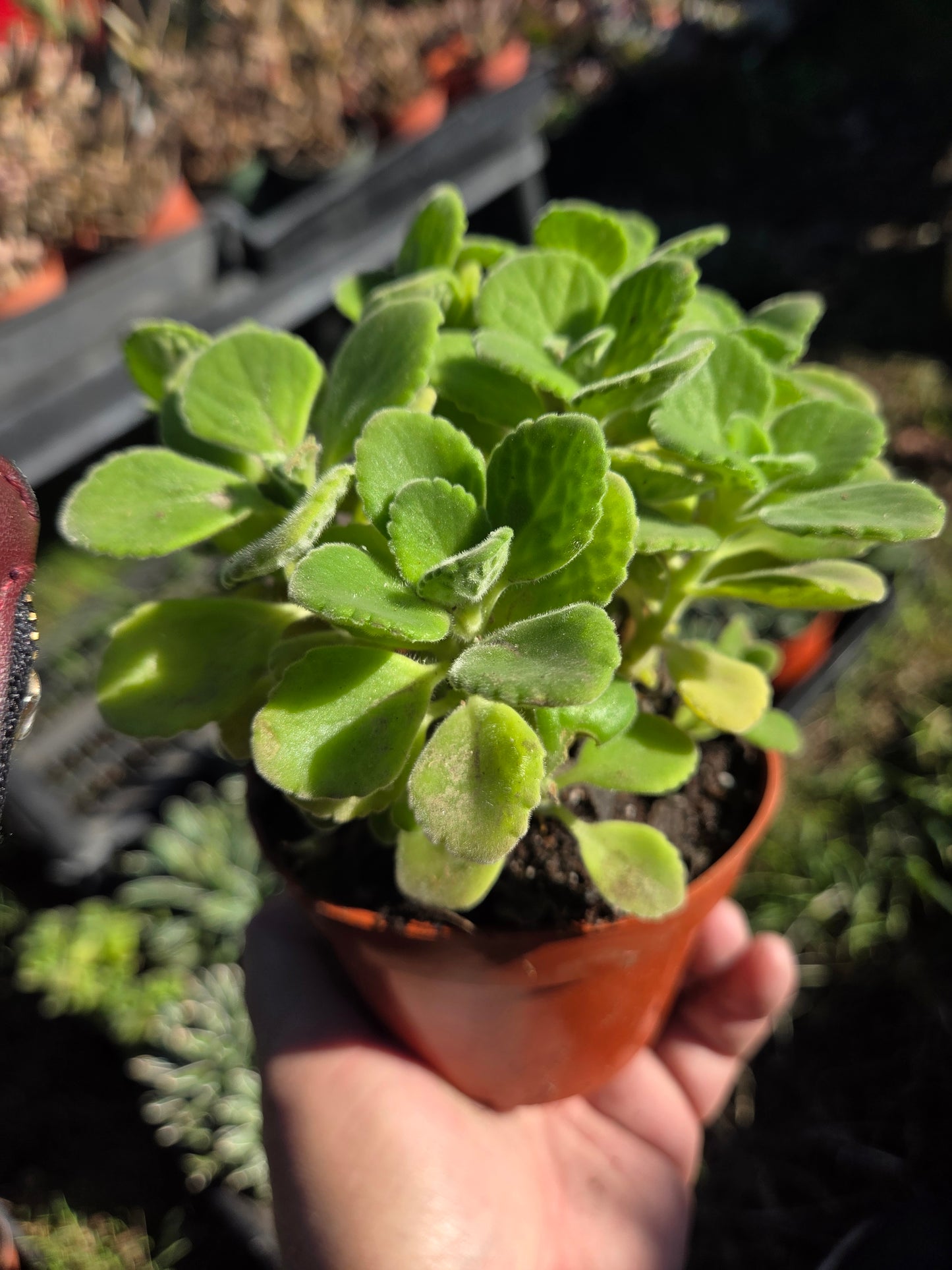 Plectranthus Tomentosa "Vicks plants" (4" pot)