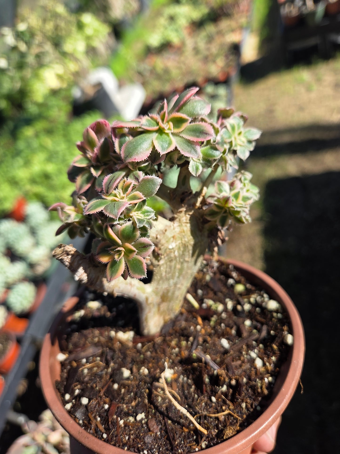 Aeonium Sunburst Crested (4" pot) Succulent Plant