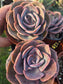 Echeveria Dusty Rose (4" pot) Succulent Plant
