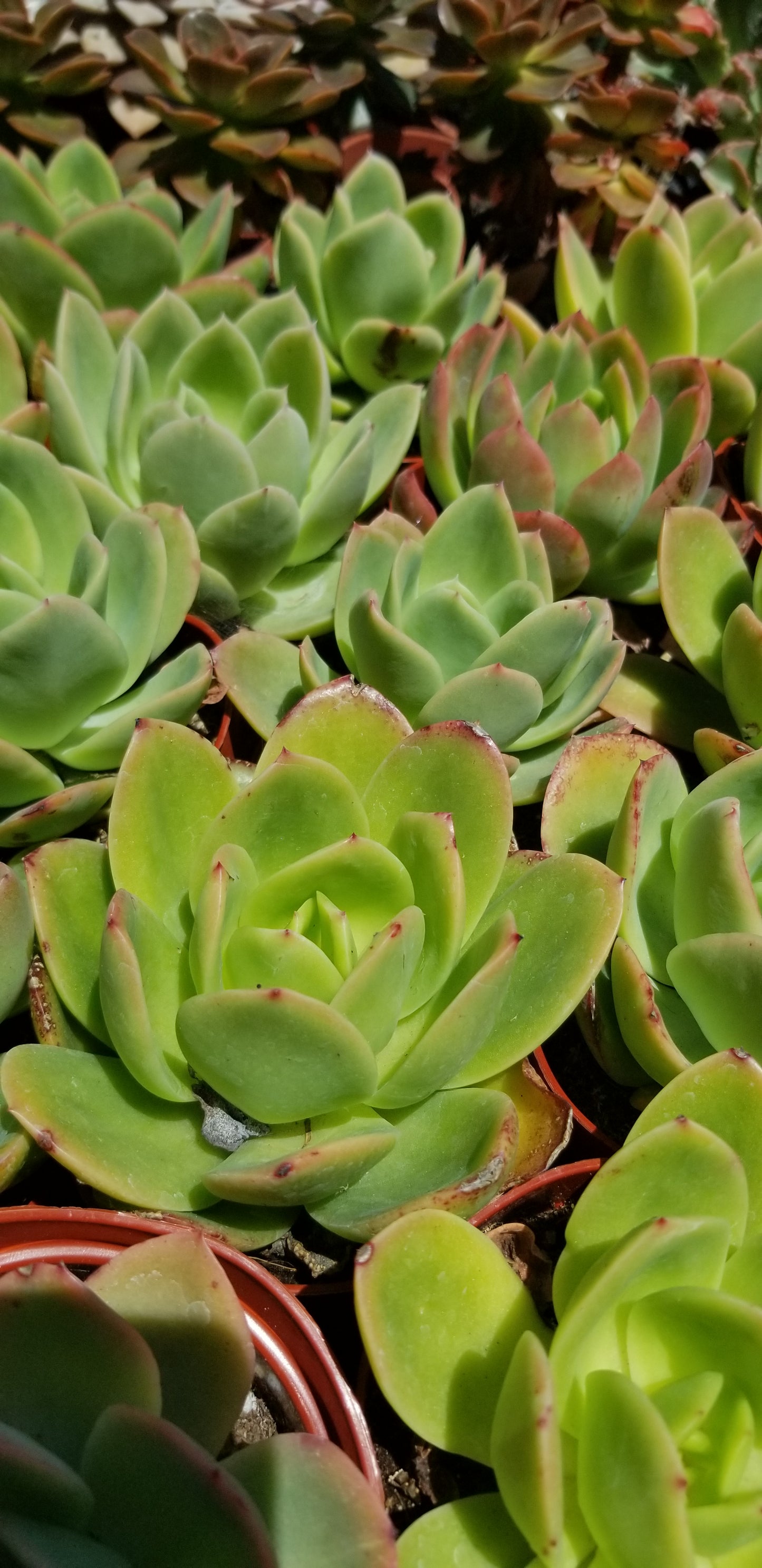 Echeveria Padilla, (4" pot) succulent plant