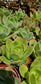 Echeveria Padilla, (4" pot) succulent plant