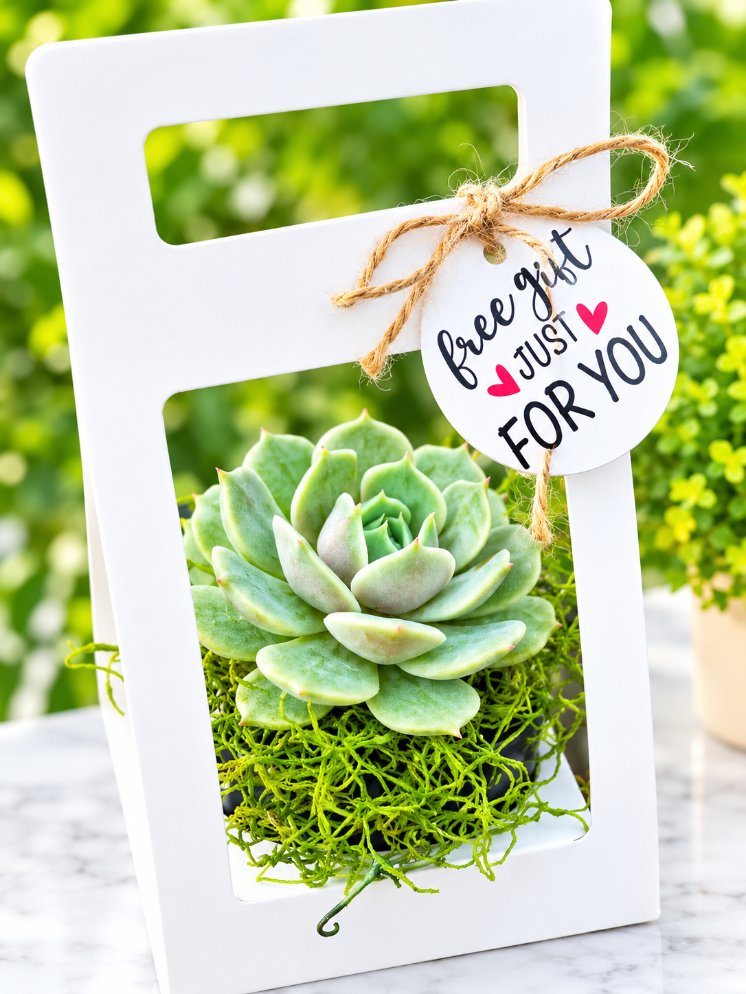 Succulent Party Favor boxes (qty. 10) for 2 in bottom flowers pots, Best for any Occasion