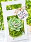 Succulent Party Favor boxes (qty. 10) for 2 in bottom flowers pots, Best for any Occasion