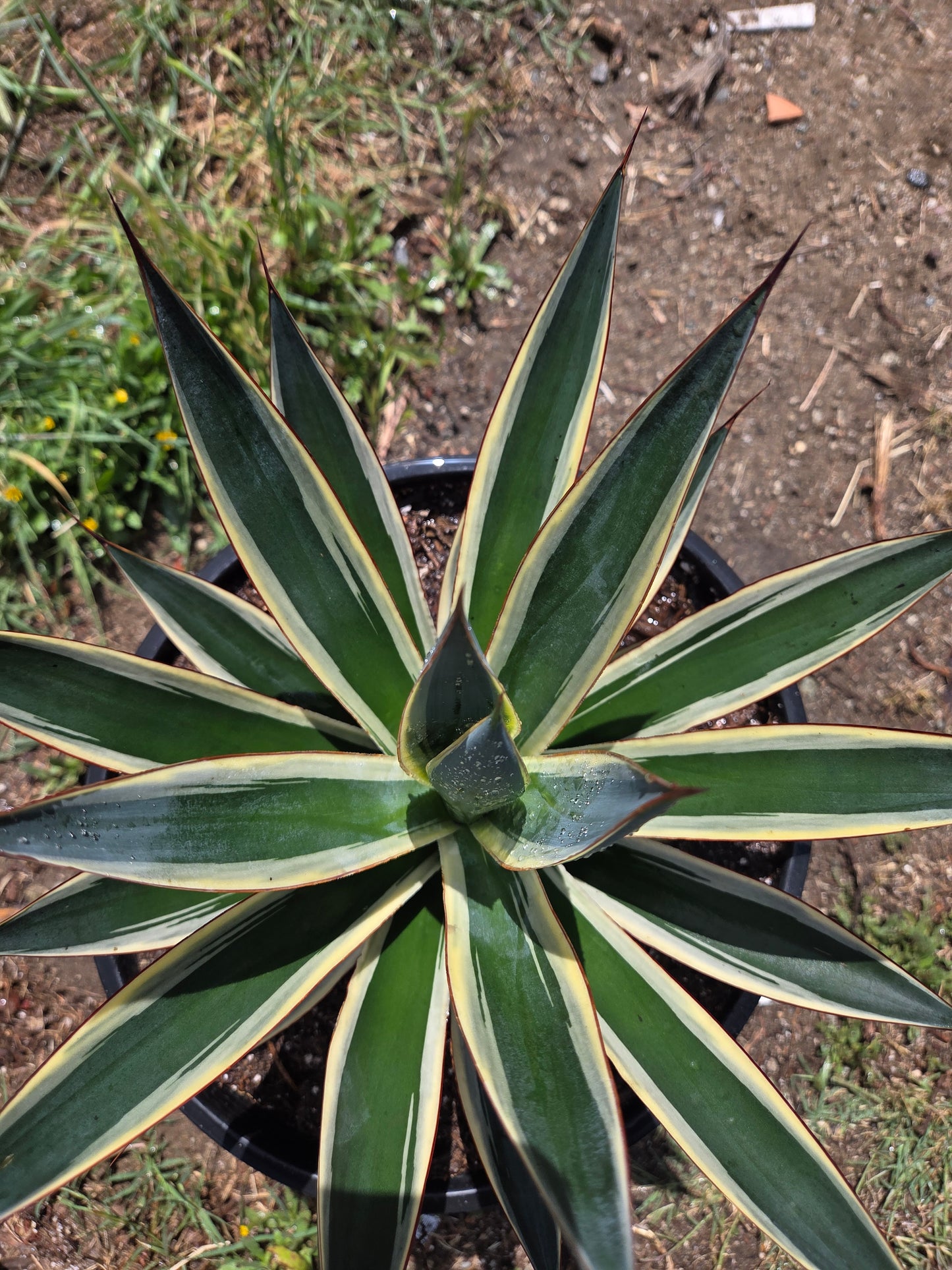 Agave Blue Glow Variegated, Agave Snow Glow (5 Gal. Pot)