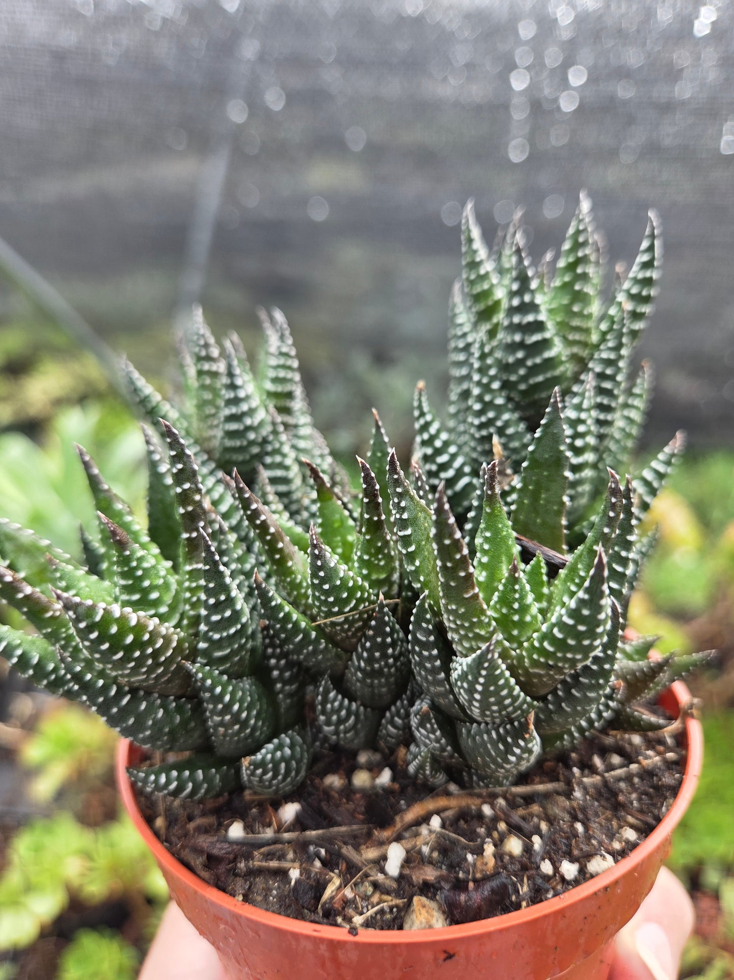 Haworthia Coarctata (4" pot)