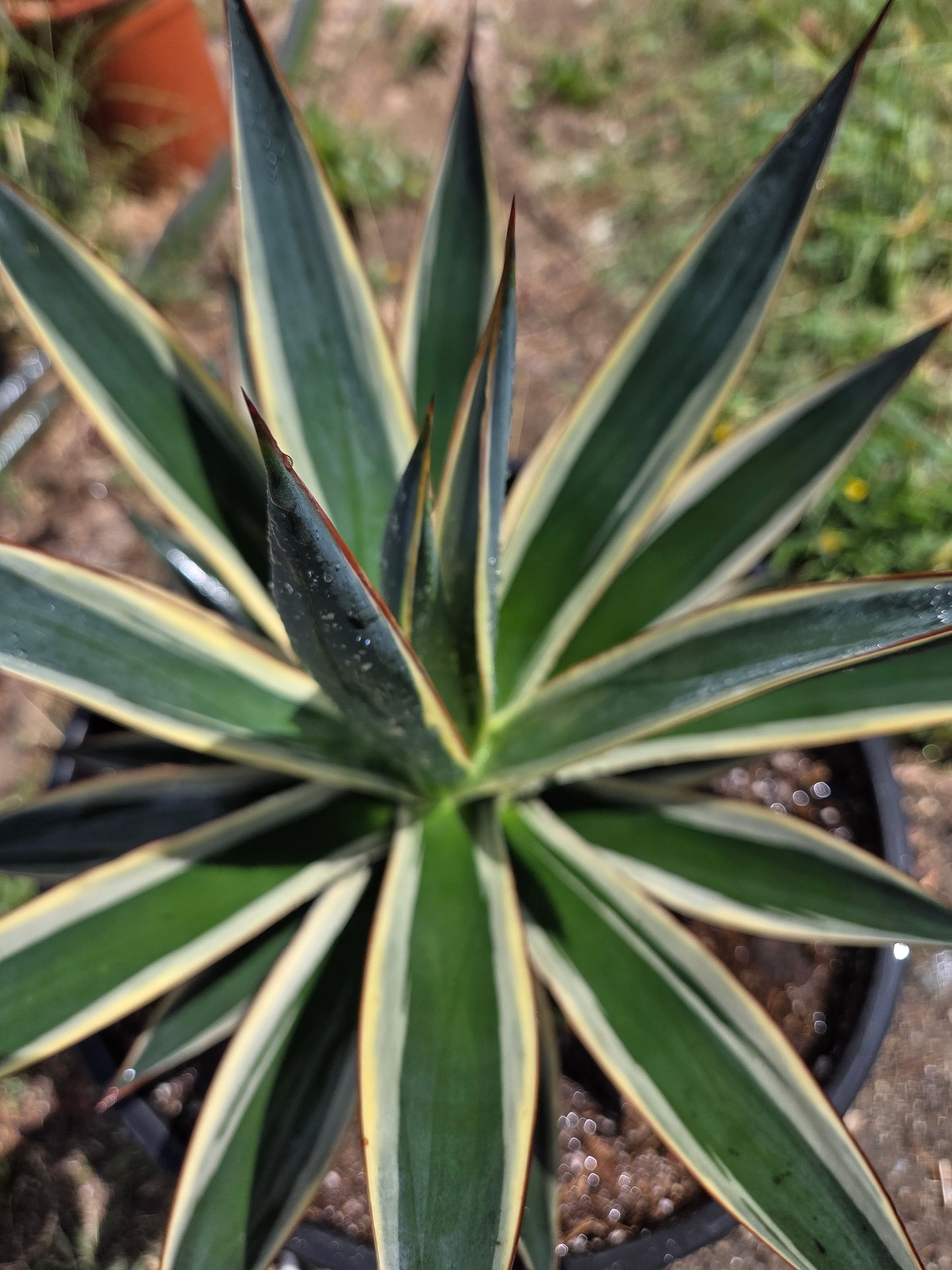 Agave Blue Glow Variegated, Agave Snow Glow (5 Gal. Pot)