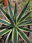 Agave Blue Glow Variegated, Agave Snow Glow (5 Gal. Pot)