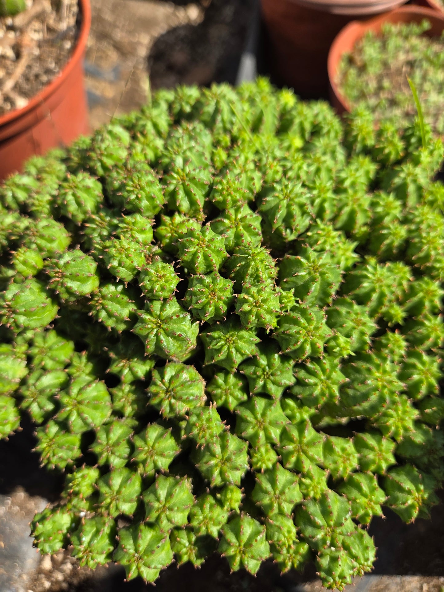 Euphorbia Submammillaris Montrose (1 Gal. pot)