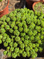 Euphorbia Submammillaris Montrose (1 Gal. pot)