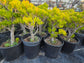 Crassula Ovata Gollum Tree