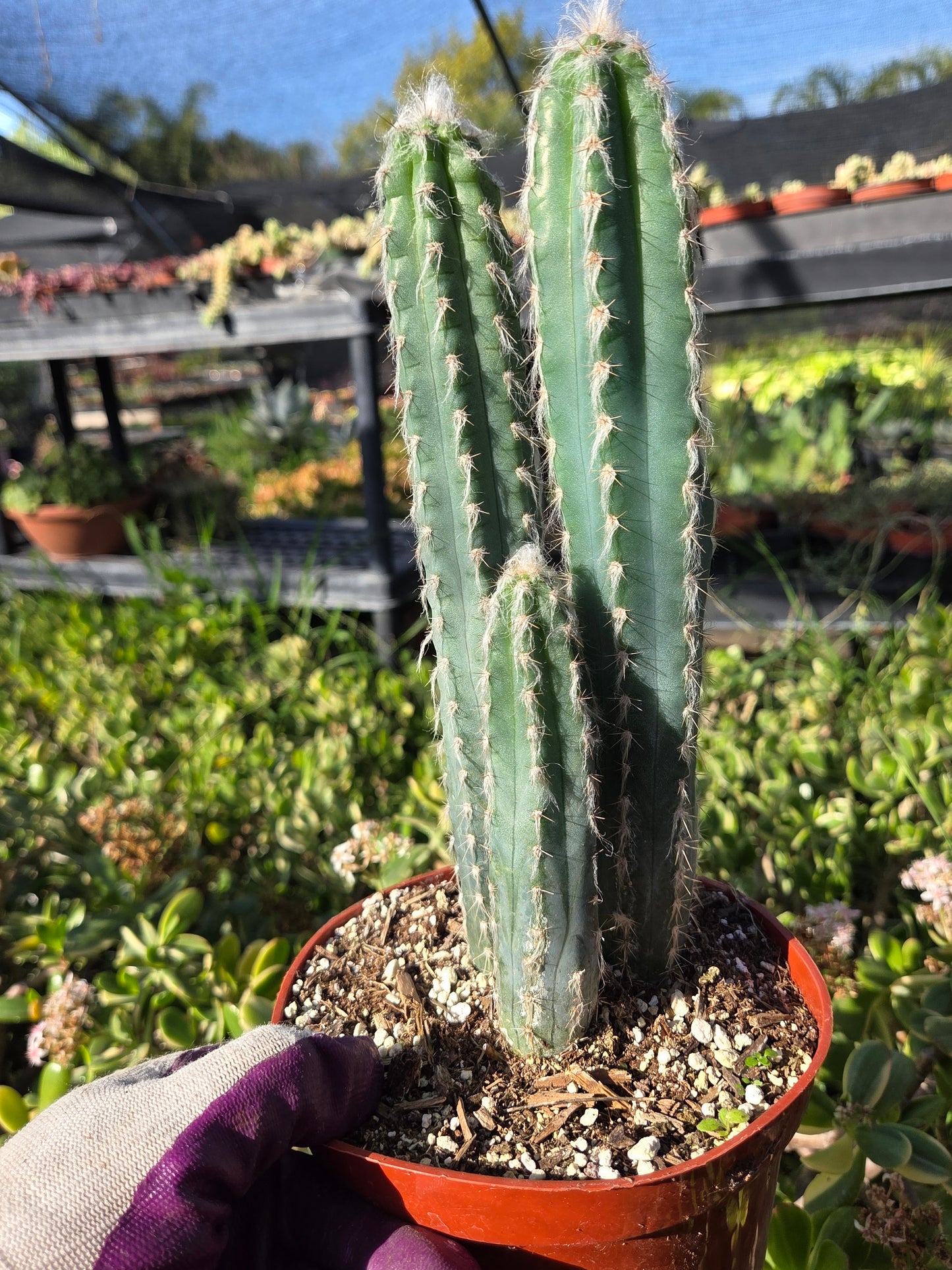 Blue Torch Cactus