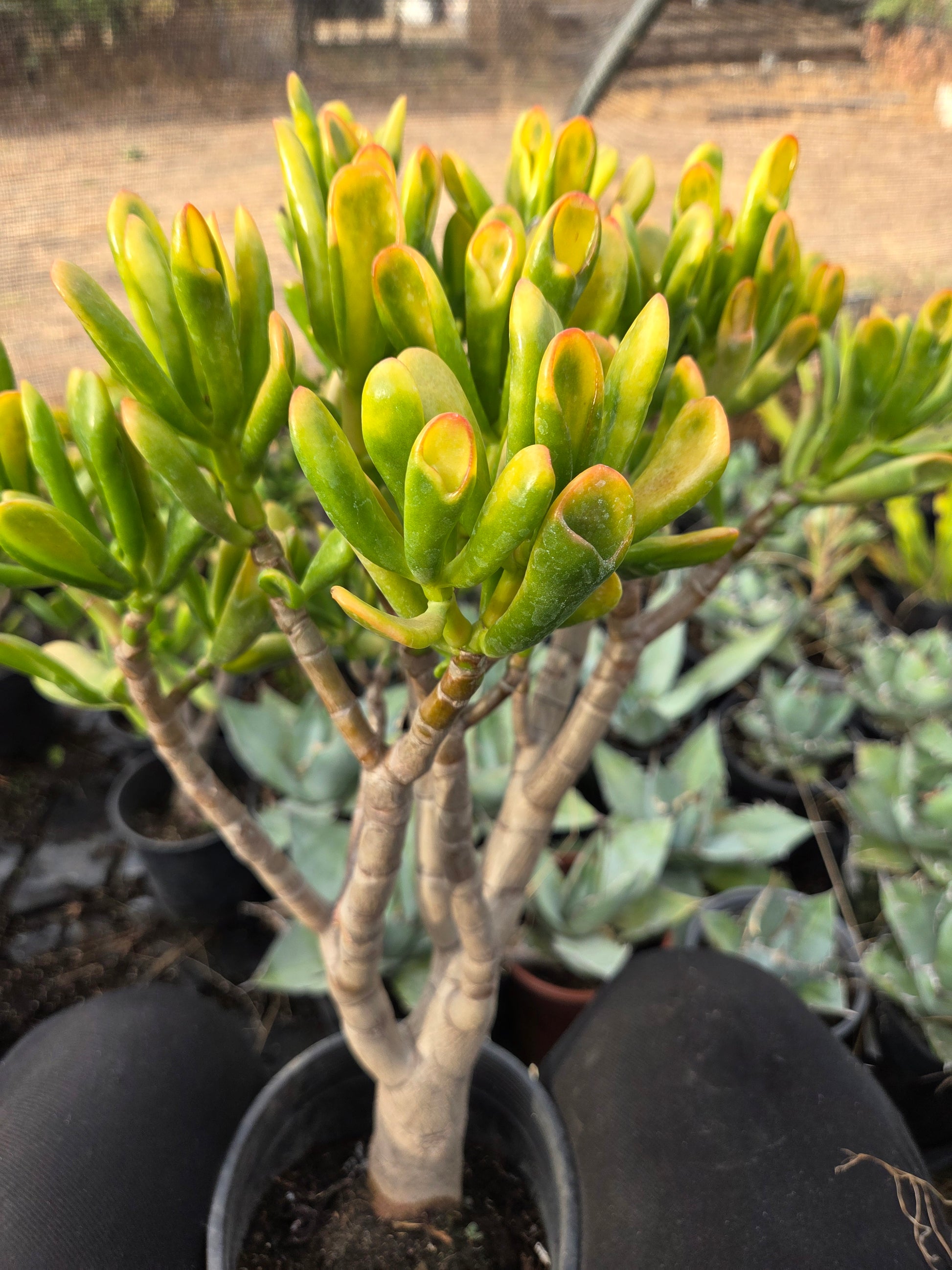 hobbit succulent Crassula Ovata Hobbit Sunset Tree, Bonsai Tree