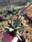 Gasteria Okabanga (4" Pot) Succulent Plant