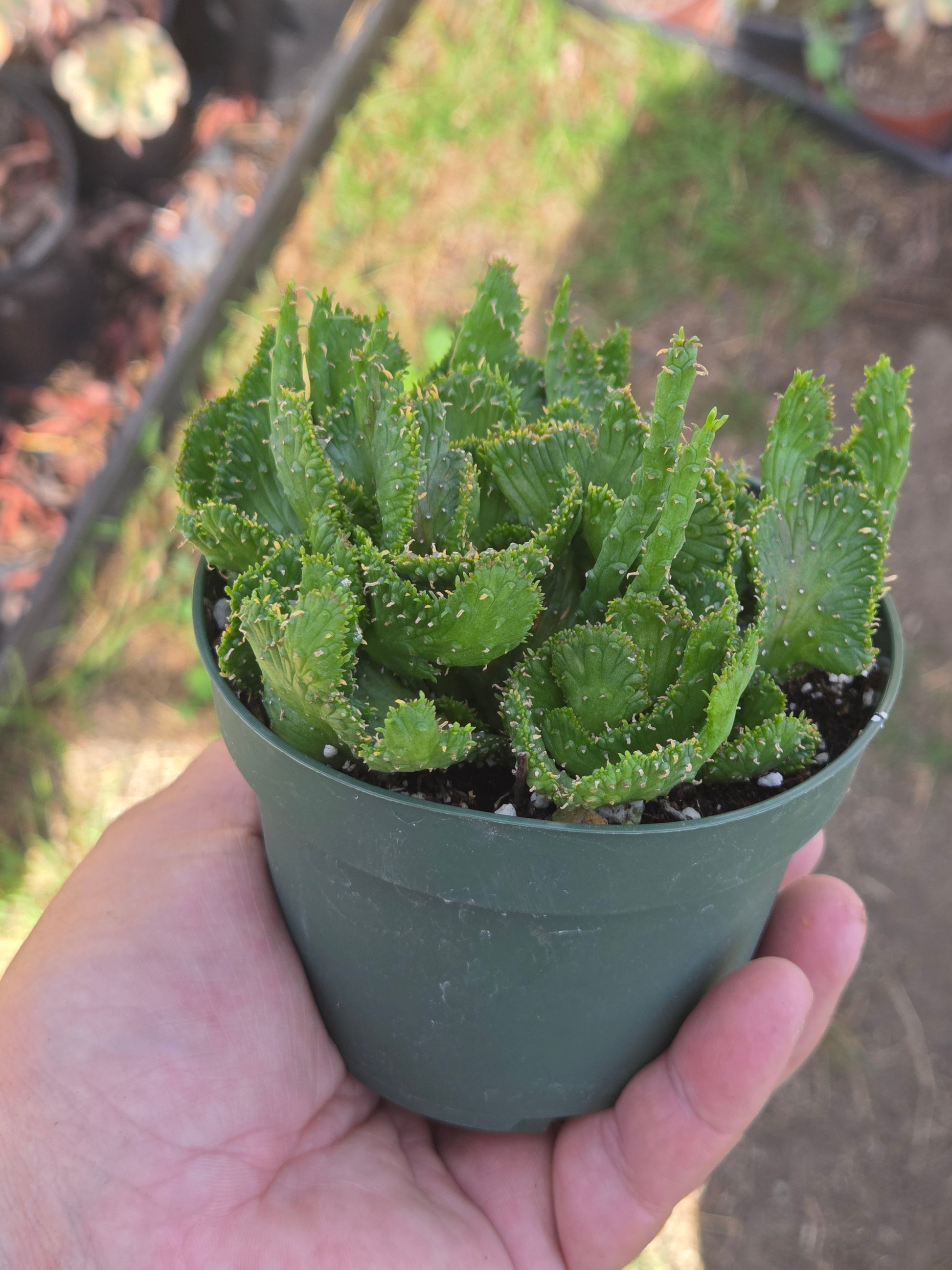 succulent medusa plant 4" Euphorbia Flanaganii Medusa Crested – Beaultiful Desert Plants