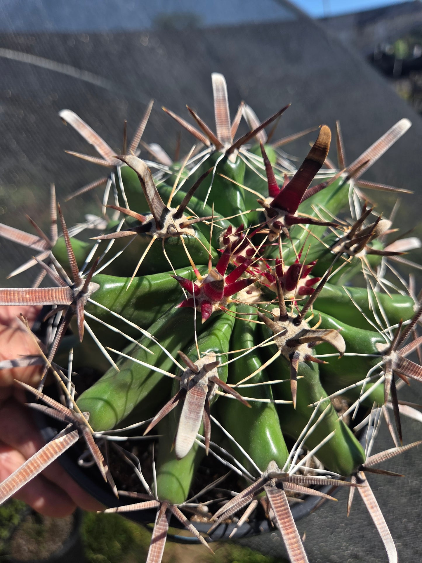 Fishhook Barrel Cactus "Ferocactus Wislizeni" (1 Gal. Pot)