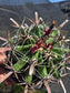 Fishhook Barrel Cactus "Ferocactus Wislizeni" (1 Gal. Pot)