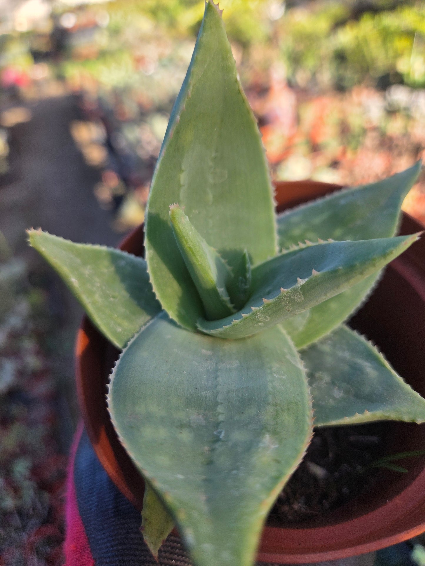 Aloe Striata Hybrid (4" pot)