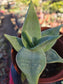 Aloe Striata Hybrid (4" pot)