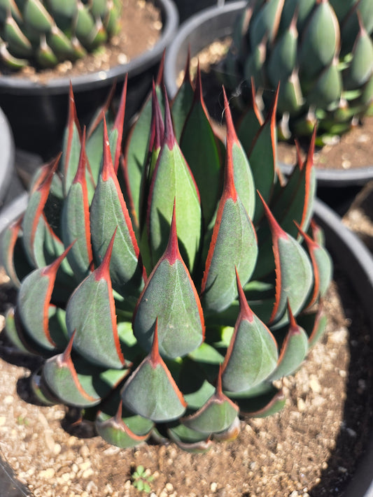 Mangave Praying Hands (3 Gal. Pot)