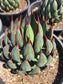 Mangave Praying Hands (3 Gal. Pot)