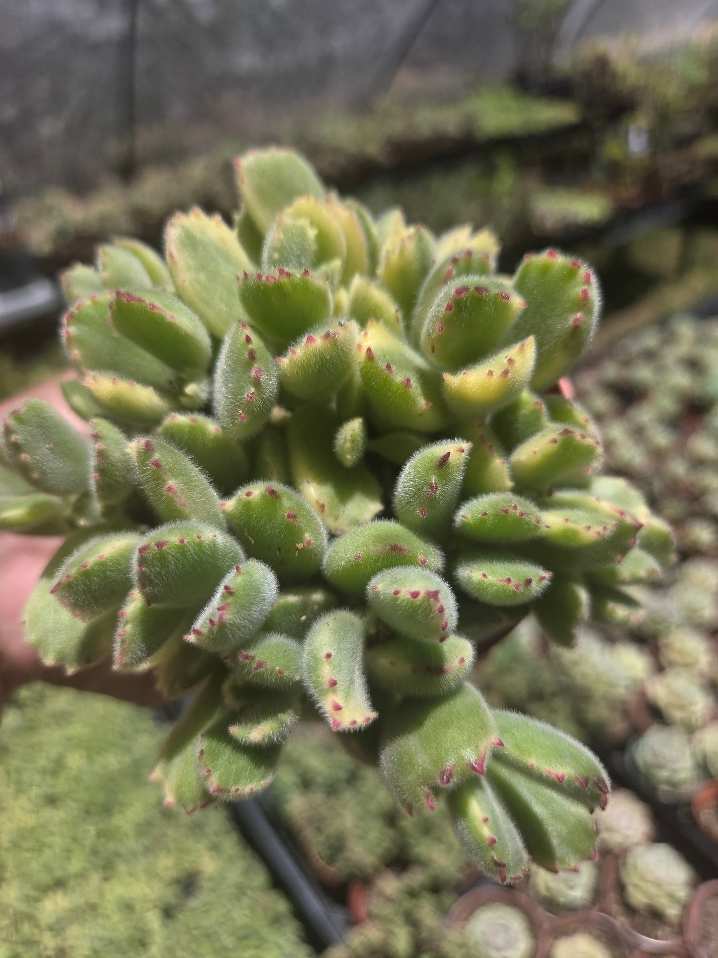 Variegated Cotyledon Tomentosa "Variegated Bear's Paw" (4" Pot)