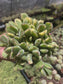 Variegated Cotyledon Tomentosa "Variegated Bear's Paw" (4" Pot)