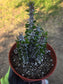 Alludia Procera Madagascar "Ocotillo" Cactus (6" Pot)