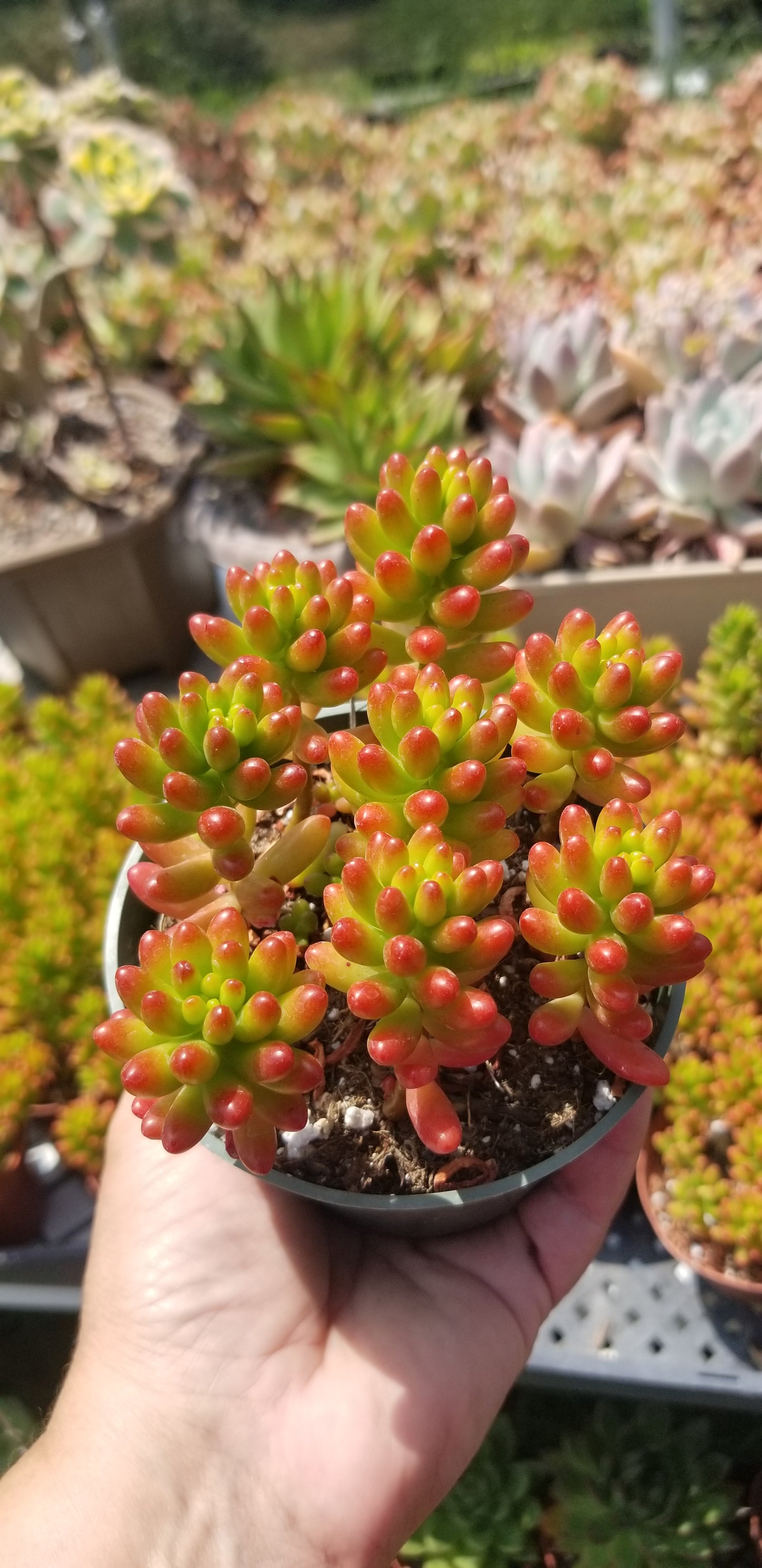 beans succulent plant Sedum Jelly Beans (4"pot) – Beaultiful Desert Plants