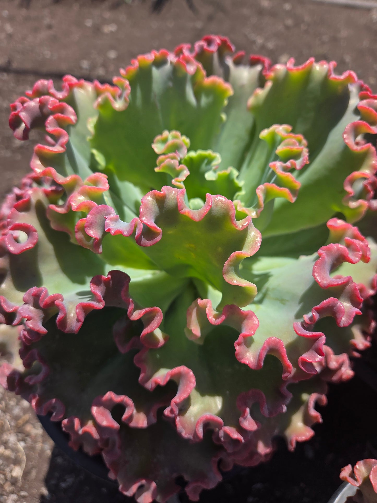 Echeveria Crimson Tide